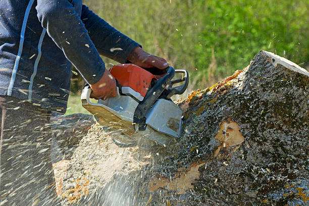 Professional  Tree Services in Haynesville, LA